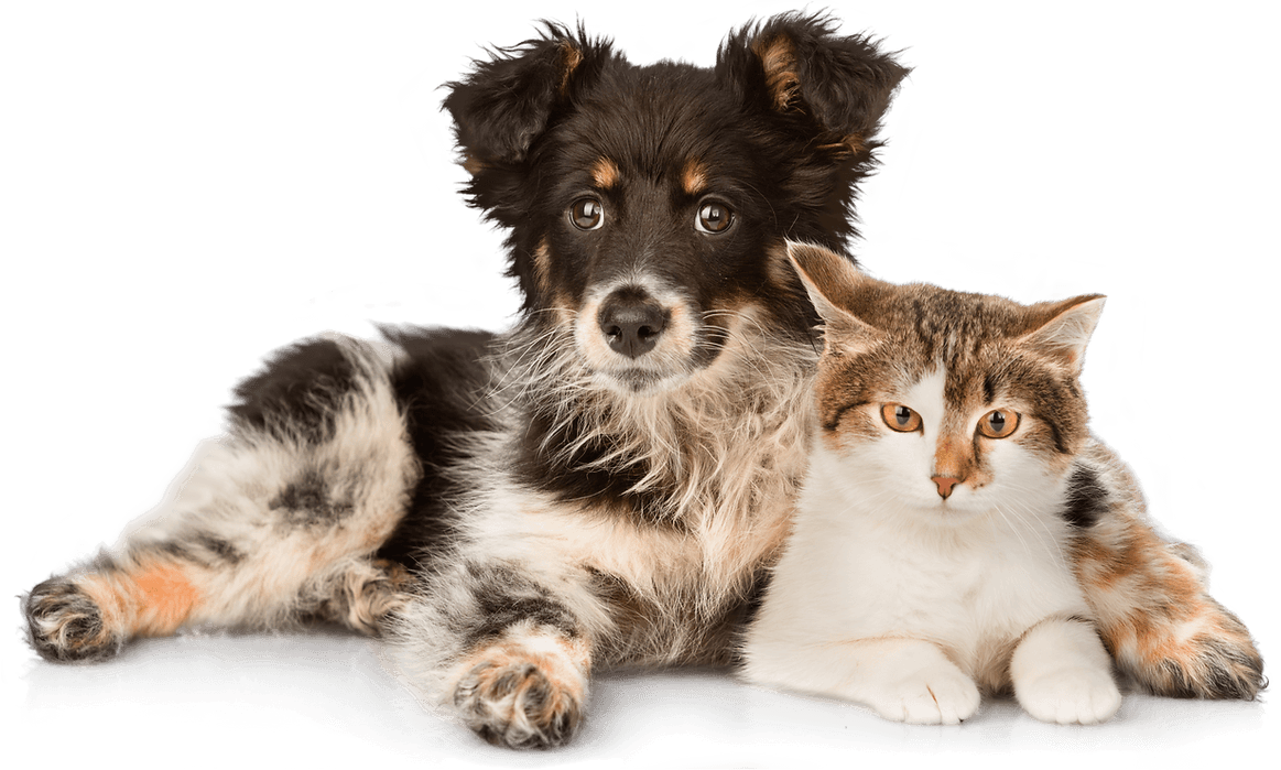 Cat and dog